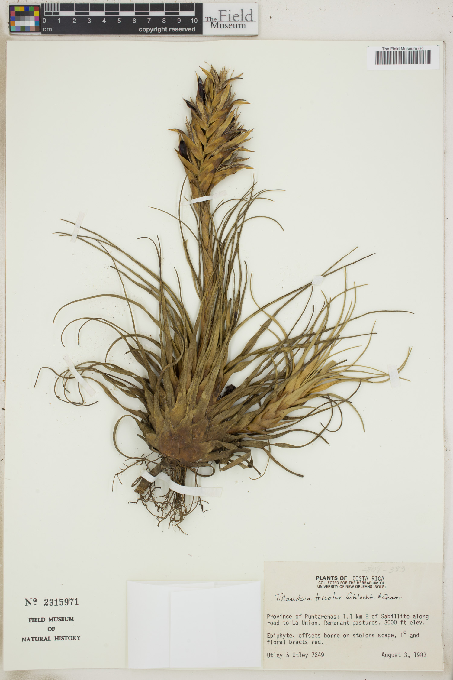 Tillandsia tricolor image