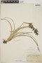 Tillandsia variabilis Schltdl., British Honduras [Belize], J. S. Karling 17, F