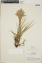 Tillandsia vicentina image