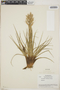 Tillandsia vicentina image