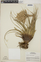 Tillandsia vicentina image