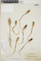Lemeltonia monadelpha (E. Morren) Barfuss & W. Till, British Guiana [Guyana], J. S. de la Cruz 3562, F