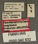 Pseudanophthalmus cnephosus HT labels