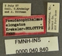 Pseudanophthalmus elongatus HT labels