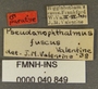 Pseudanophthalmus fuscus fuscus PT labels