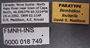 Bembidion louisella PT labels