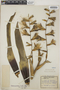 Vriesea procera (Mart. ex Schult. f.) Wittm., Trinidad and Tobago, W. E. Broadway 5623, F