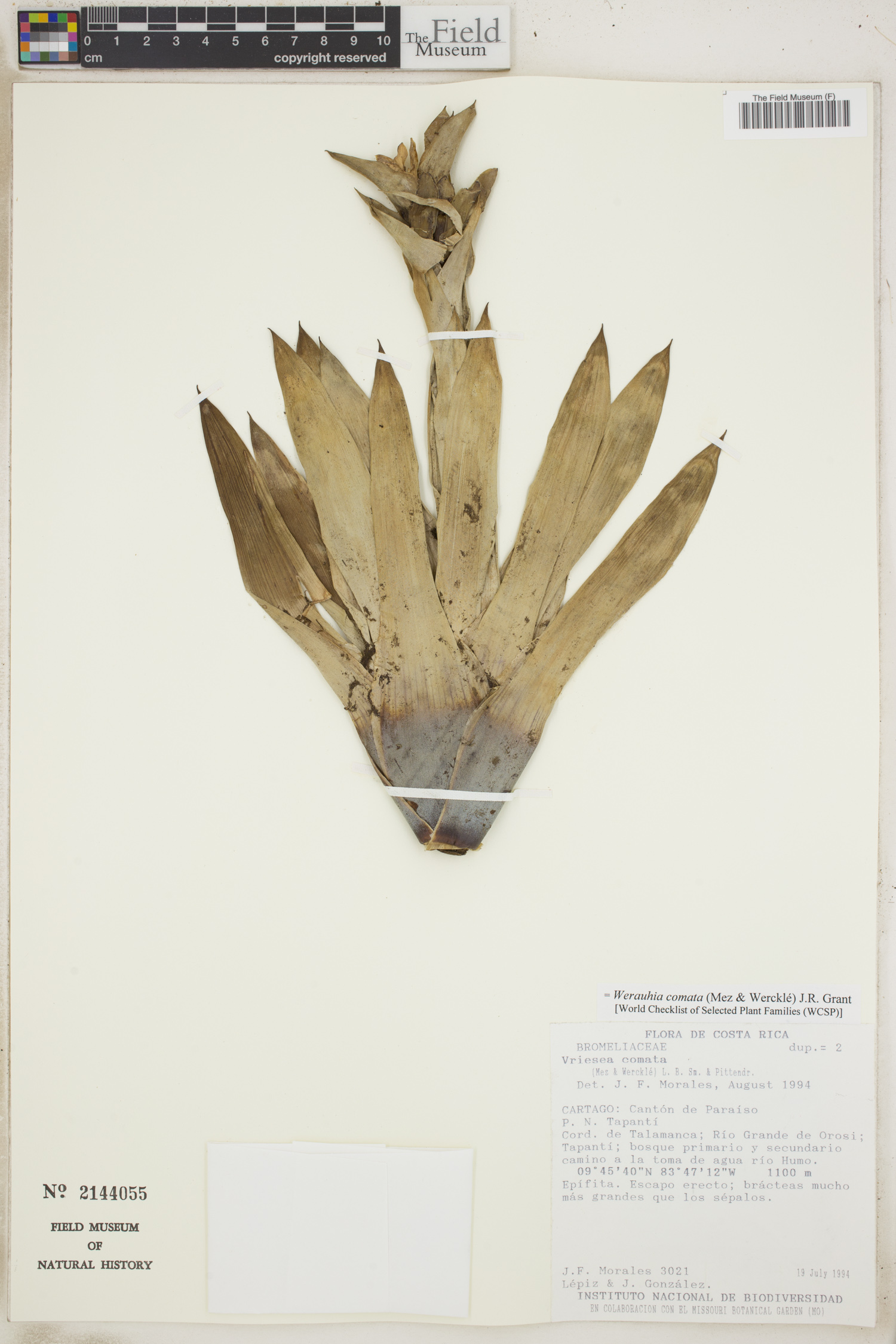 Werauhia comata image