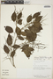 Alchornea glandulosa subsp. glandulosa image