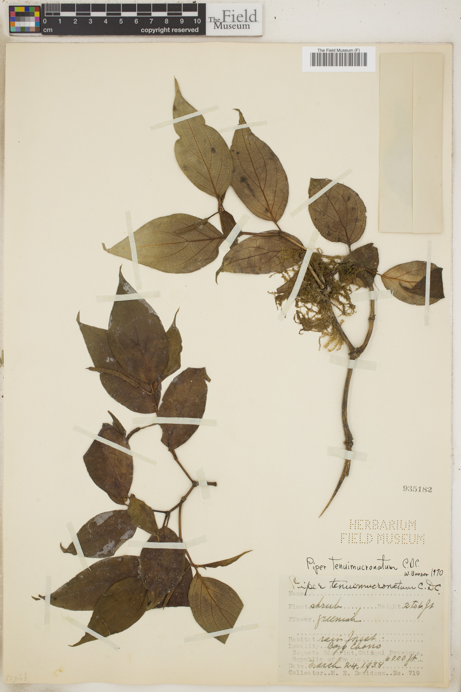 Piper tenuimucronatum image