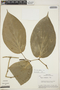 Piper subsessilifolium image