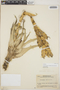Vriesea Lindl., Honduras, P. C. Standley 21881, F