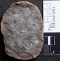PP 46175 [HS, M] Annularia sphenophylloides, Moscovian / Desmoinesian, Francis Creek Shale Member, United States of America, Illinois, Mazon Creek Region