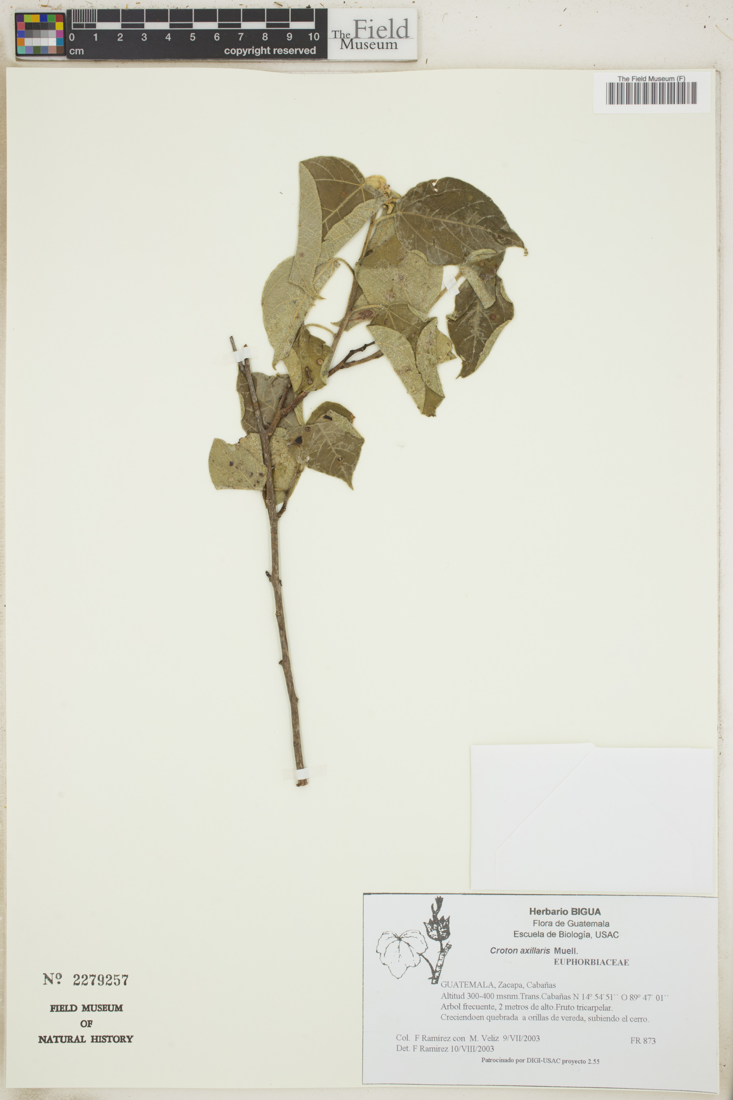 Croton axillaris image