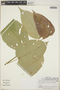 Croton billbergianus Müll. Arg., Mexico, G. L. Webster 17890, F