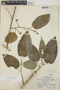 Croton billbergianus Müll. Arg., British Honduras [Belize], P. H. Gentle 2113, F