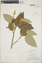 Croton billbergianus Müll. Arg., British Honduras [Belize], P. H. Gentle 7367, F