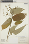Croton billbergianus Müll. Arg., Honduras, R. Howard 626, F