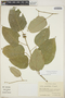 Croton billbergianus Müll. Arg., Mexico, D. E. Breedlove 38707, F