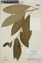 Croton brevipes Pax, Costa Rica, W. C. Burger 4602, F