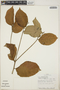 Croton brevipes Pax, Panama, K. J. Sytsma 2054, F