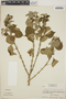 Croton ciliatoglandulosus image