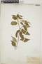 Croton cortesianus image