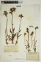 Anacamptis papilionacea (L.) R. M. Bateman, Pridgeon & M.W. Chase, France, C. Martin, F