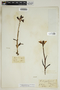 Anacamptis papilionacea (L.) R. M. Bateman, Pridgeon & M.W. Chase, F