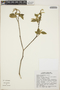 Croton chichenensis image
