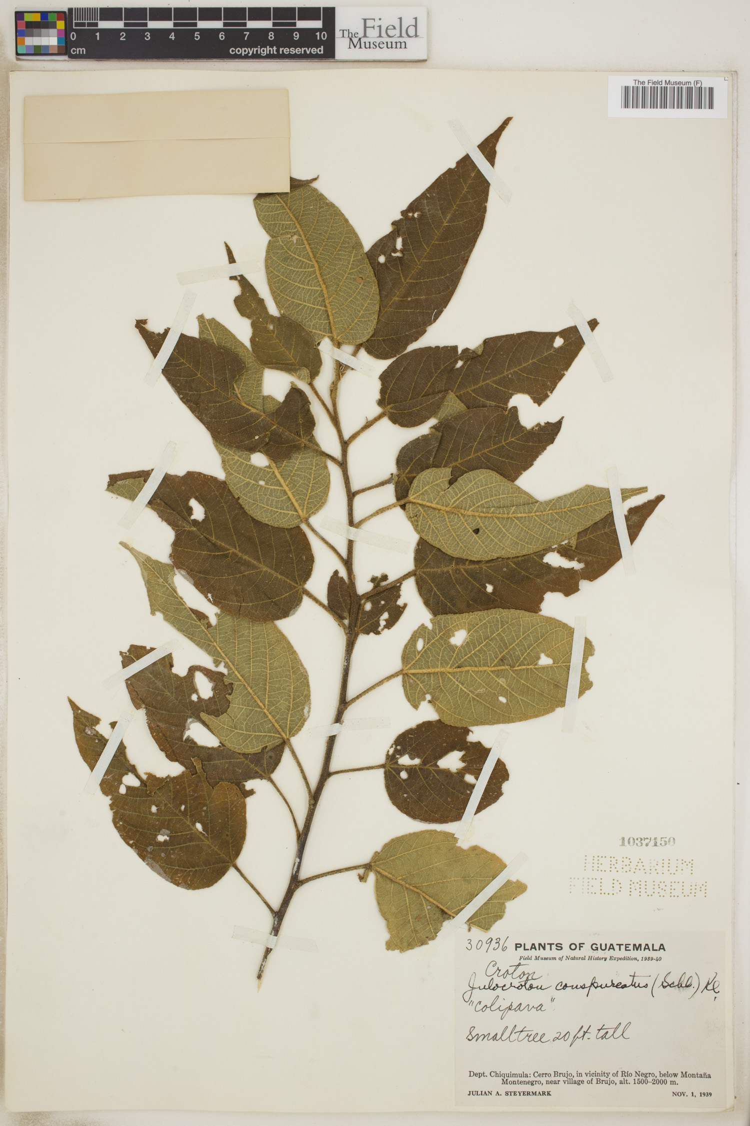 Croton conspurcatus image