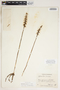 Spiranthes cernua (L.) Rich., U.S.A., J. A. Steyermark, F