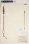 Spiranthes cernua (L.) Rich., U.S.A., J. A. Steyermark 71024, F