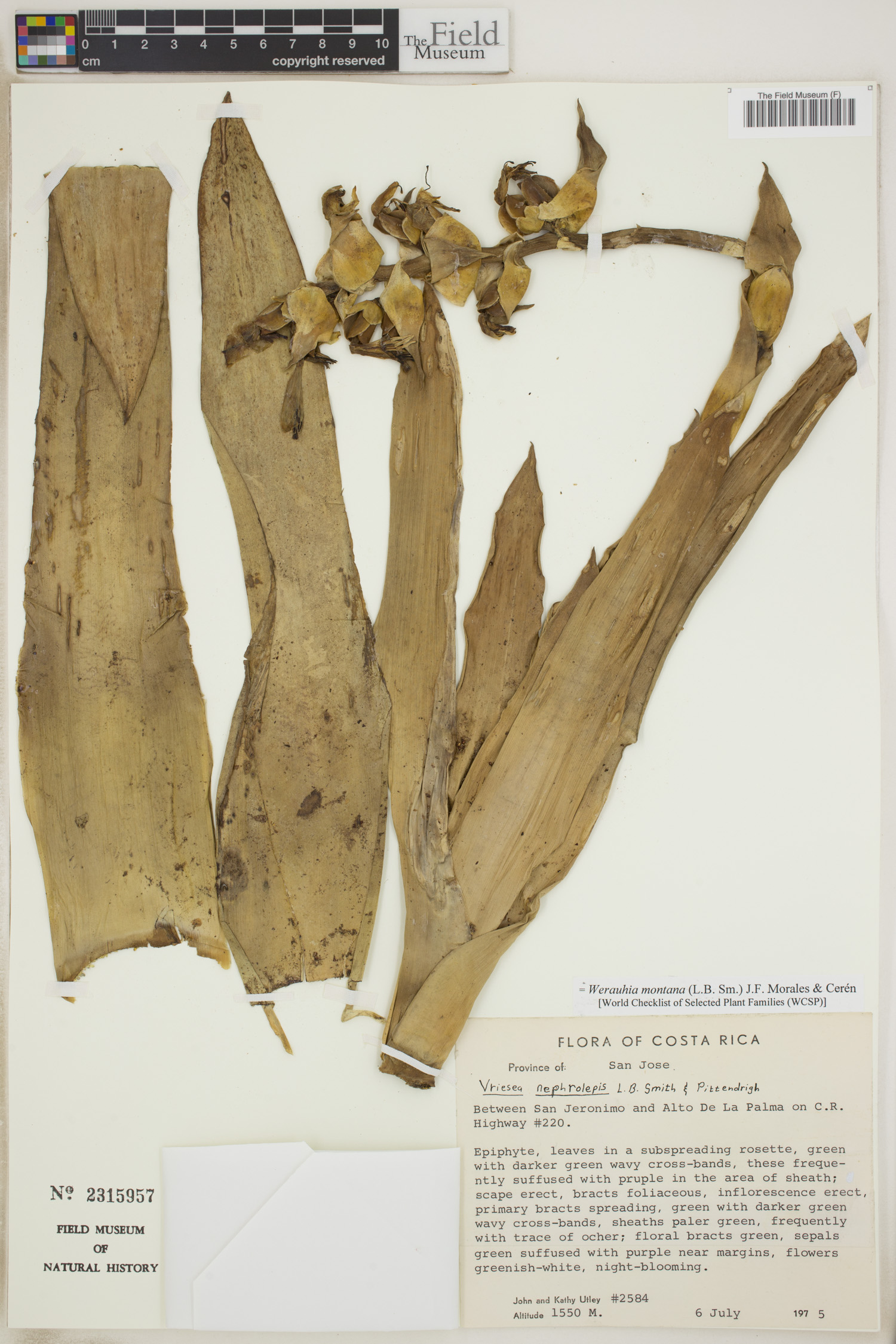 Werauhia montana image