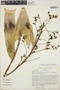 Werauhia paniculata image