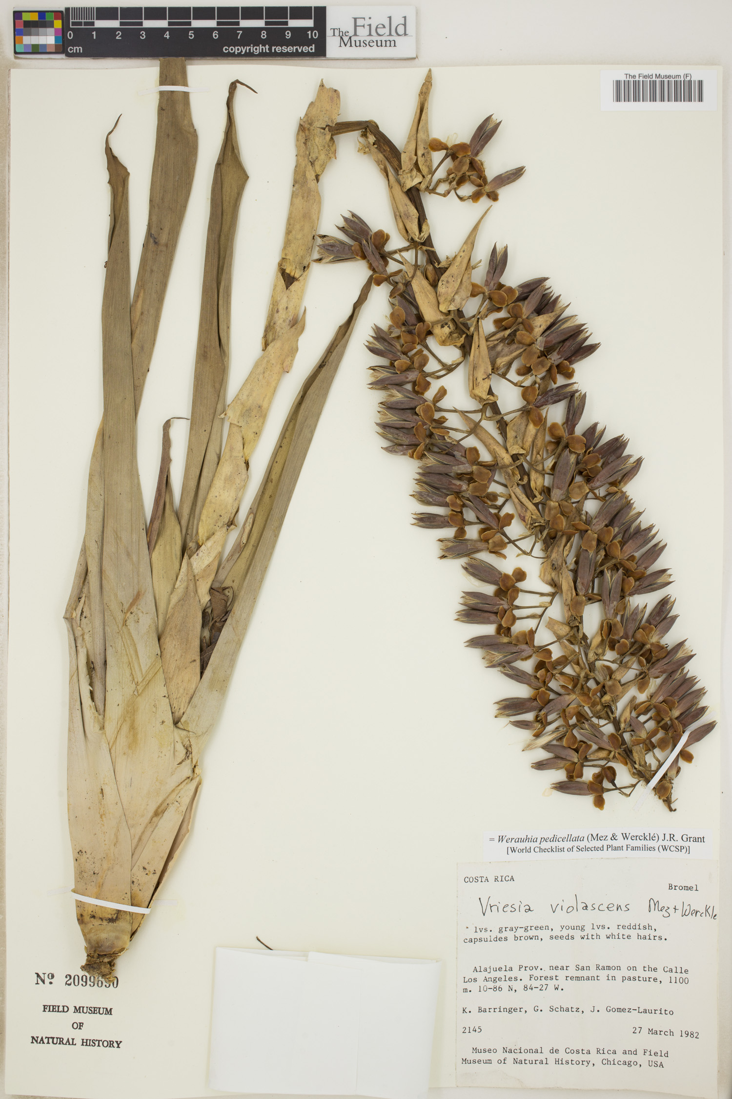 Werauhia pedicellata image