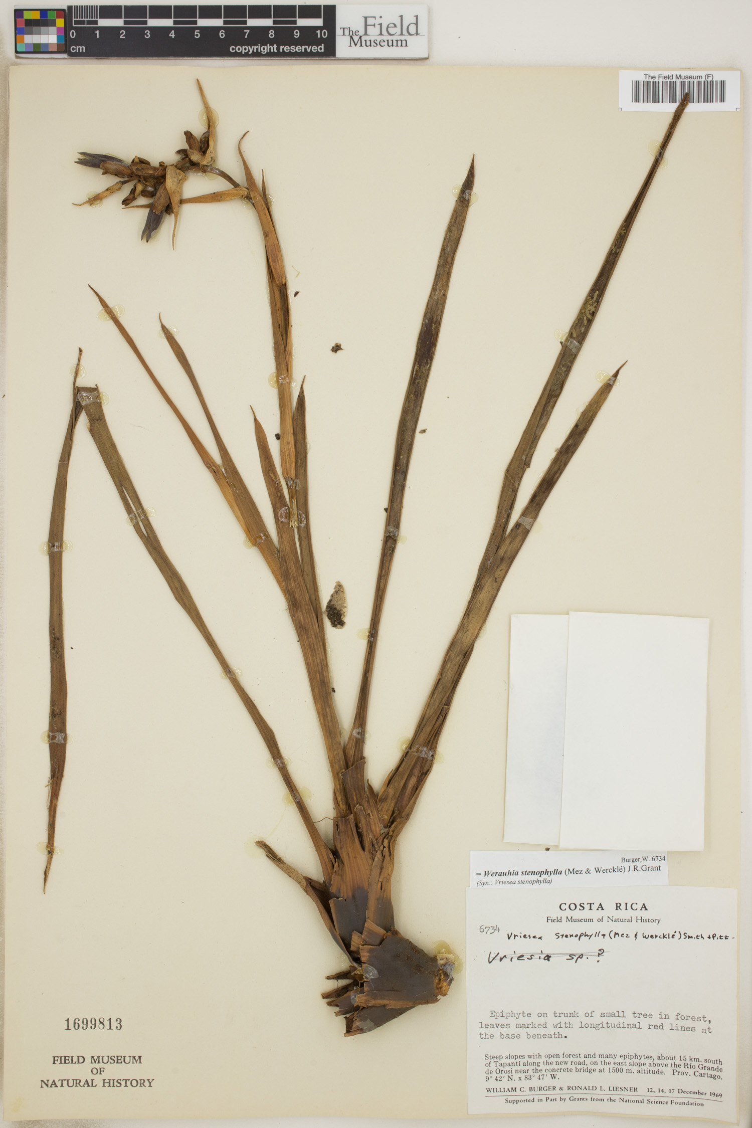 Werauhia stenophylla image