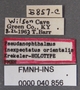 Pseudanophthalmus inexpectatus orientalis HT labels