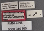 Pseudanophthalmus ohioensis HT labels