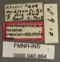 Pseudanophthalmus pholeter HT labels