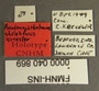 Pseudanophthalmus shilohensis shilohensis HT labels