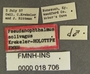 Pseudanophthalmus solivagus HT labels