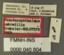 Pseudanophthalmus umbratilis HT labels