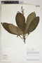 Aphelandra rosulata (Lindau) Wassh., Peru, R. B. Foster 9210, F