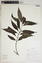 Justicia lancifolia (Nees) V. M. Badillo, Peru, R. B. Foster 10083, F