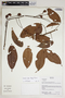 Connarus ruber (Poepp.) Planch., Bolivia, R. B. Foster 14512, F