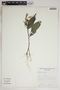 Aphelandra aurantiaca (Scheidw.) Lindl., Bolivia, S. G. Beck 16410, F