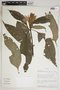 Aphelandra aurantiaca (Scheidw.) Lindl., Peru, R. B. Foster 9710, F