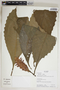Aphelandra crispata Leonard, Ecuador, K. Romoleroux 2237, F