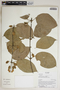 Mendoncia sericea Leonard, Ecuador, R. J. Burnham 1549, F